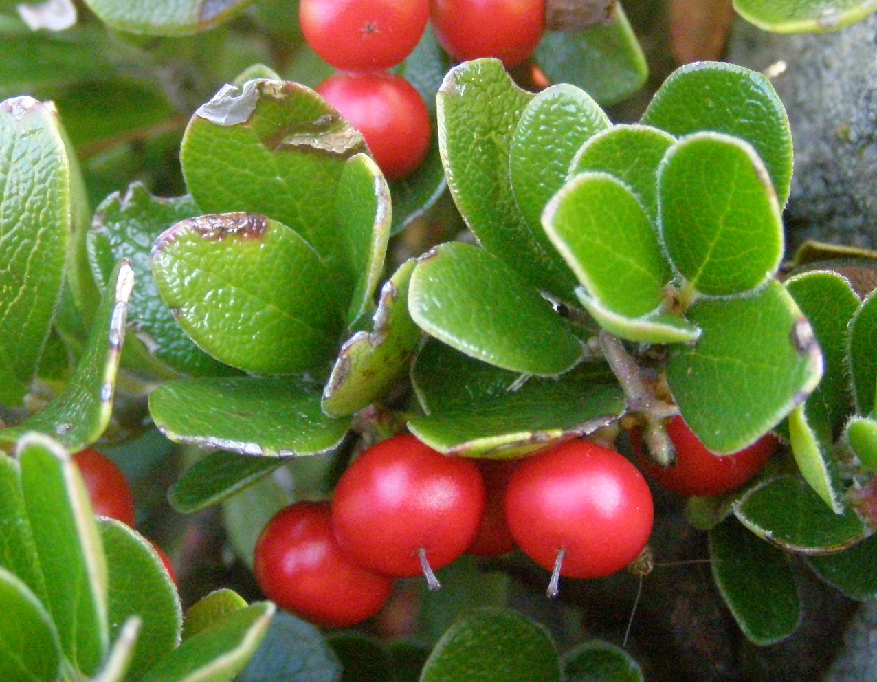 Vaccinum vitis-idaea + Arctostaphylos uva-ursi a confronto